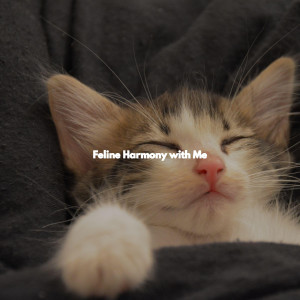 Feline Harmony with Me