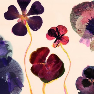 Album Flowers from 