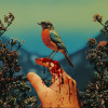 default album img
