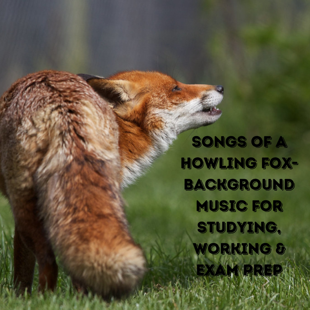 Red Fox's Reverie