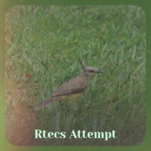 Listen to Rtecs Attempt song with lyrics from Tarn Puno