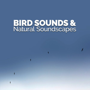 收聽Bird Sounds的Life in the Wilderness歌詞歌曲