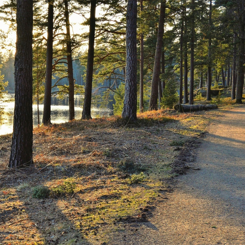 Forest