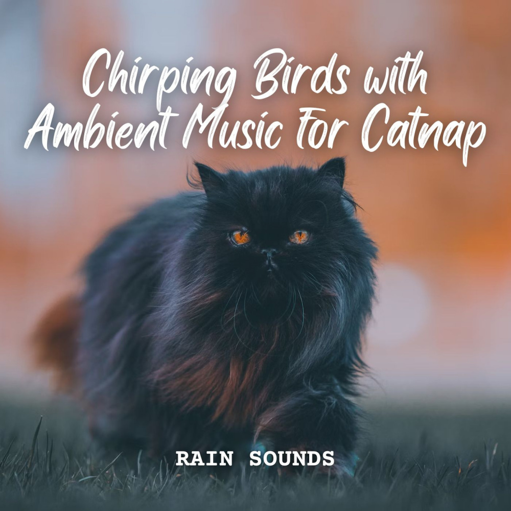 Rain and Bird Chirping for Happy Cats