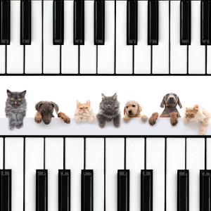 อัลบัม Ethereal Piano Harmony: Tranquil Melodies for Pets ศิลปิน Classic Jazz Piano