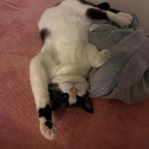 default playlist img