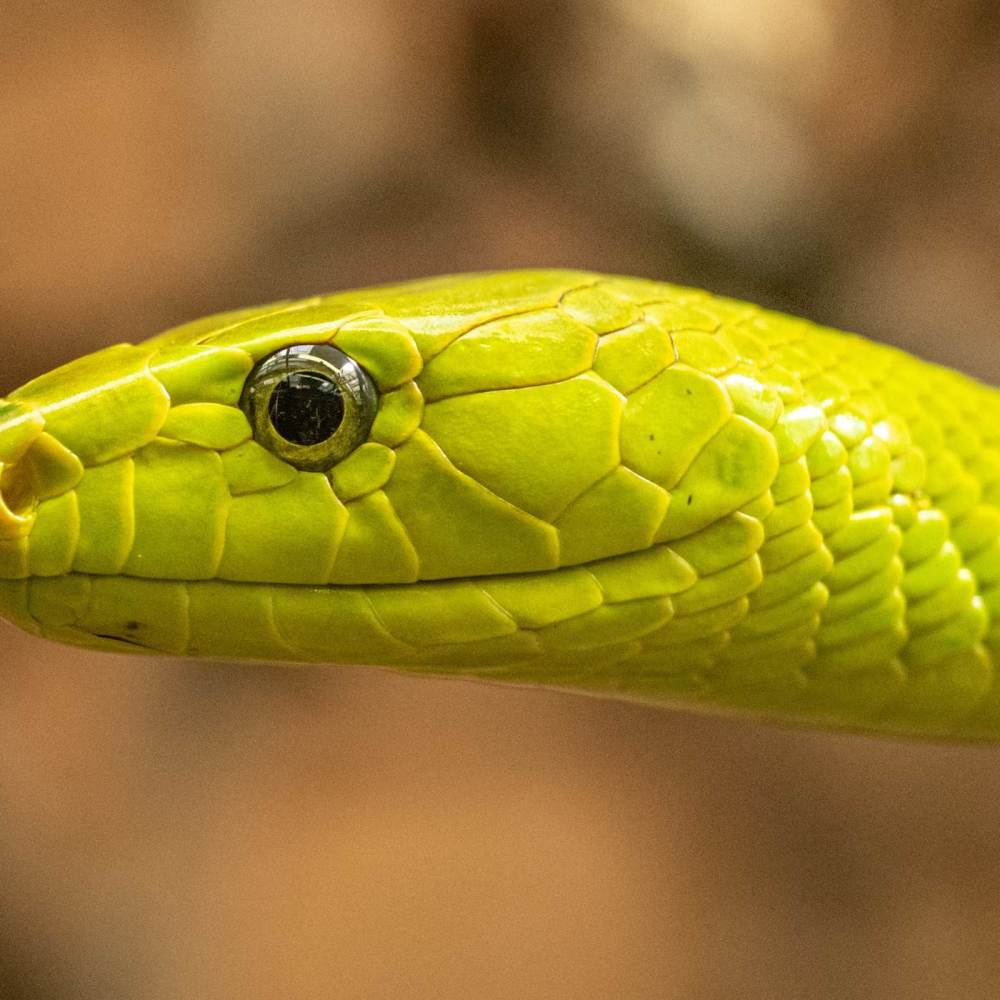 Mamba (Explicit)