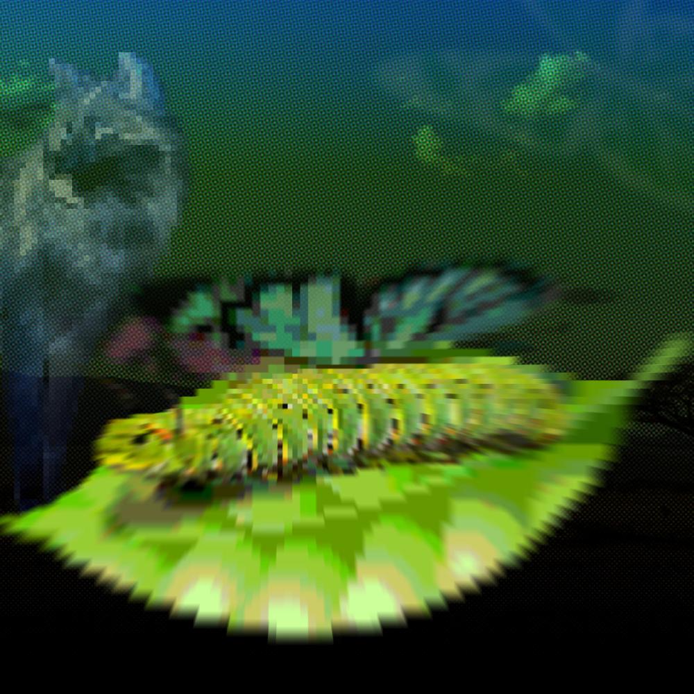Metamorph