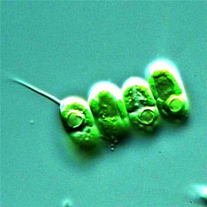 收聽Roscoe的SIGEL歌詞歌曲