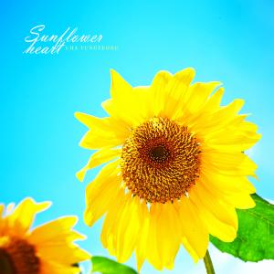 Sunflower Heart dari Cha Yungyeong