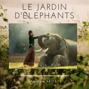 Dengarkan vocero lagu dari coppelia dengan lirik