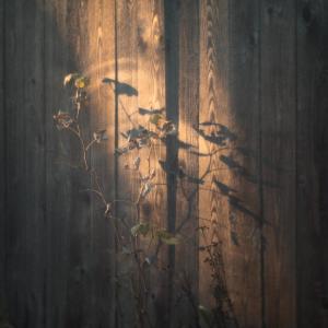 Valotihkuu的專輯In the Embrace of Light