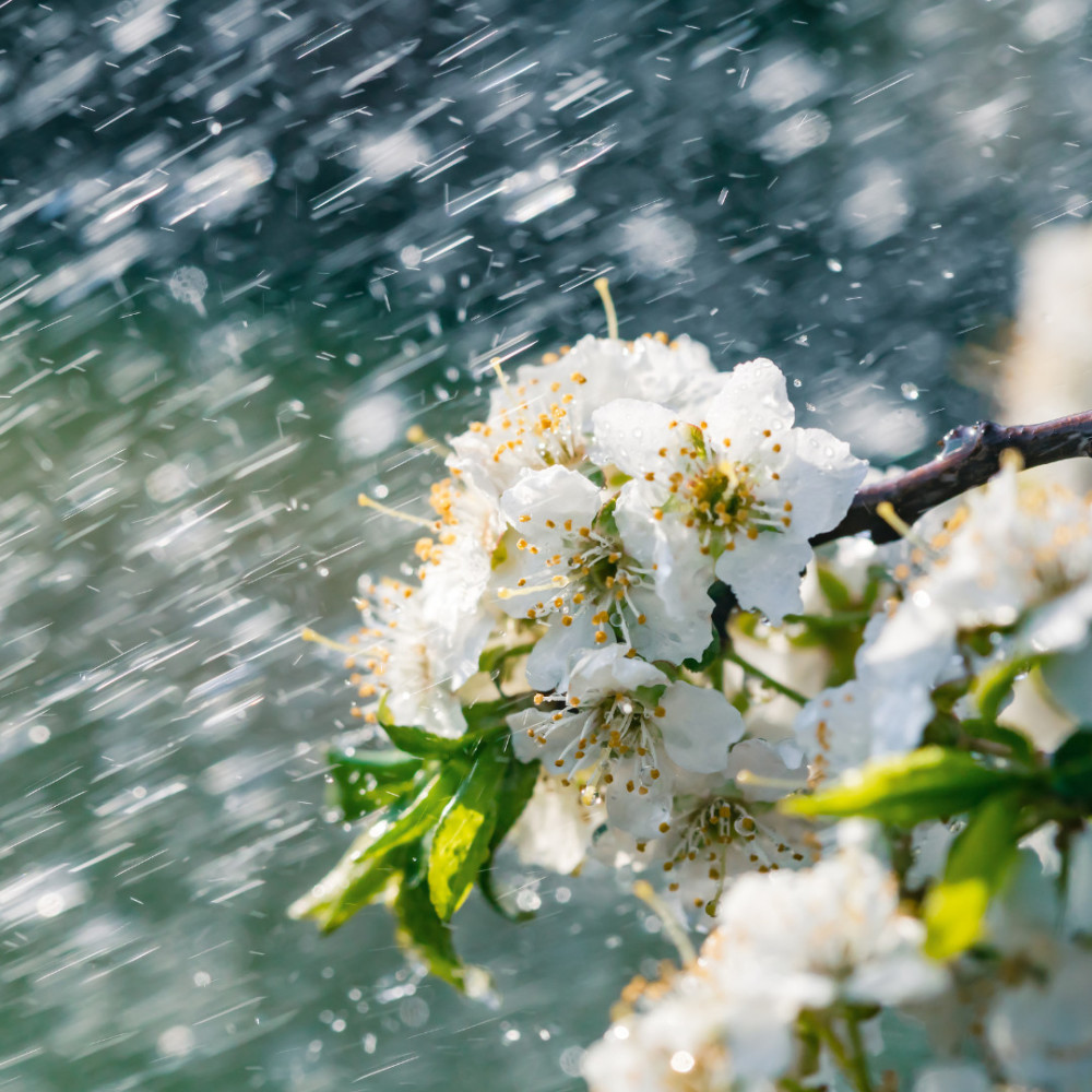 Whispers of Inner Rain's Flow