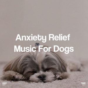 Album !!!" Anxiety Relief Music For Dogs "!!! from Musica Relajante