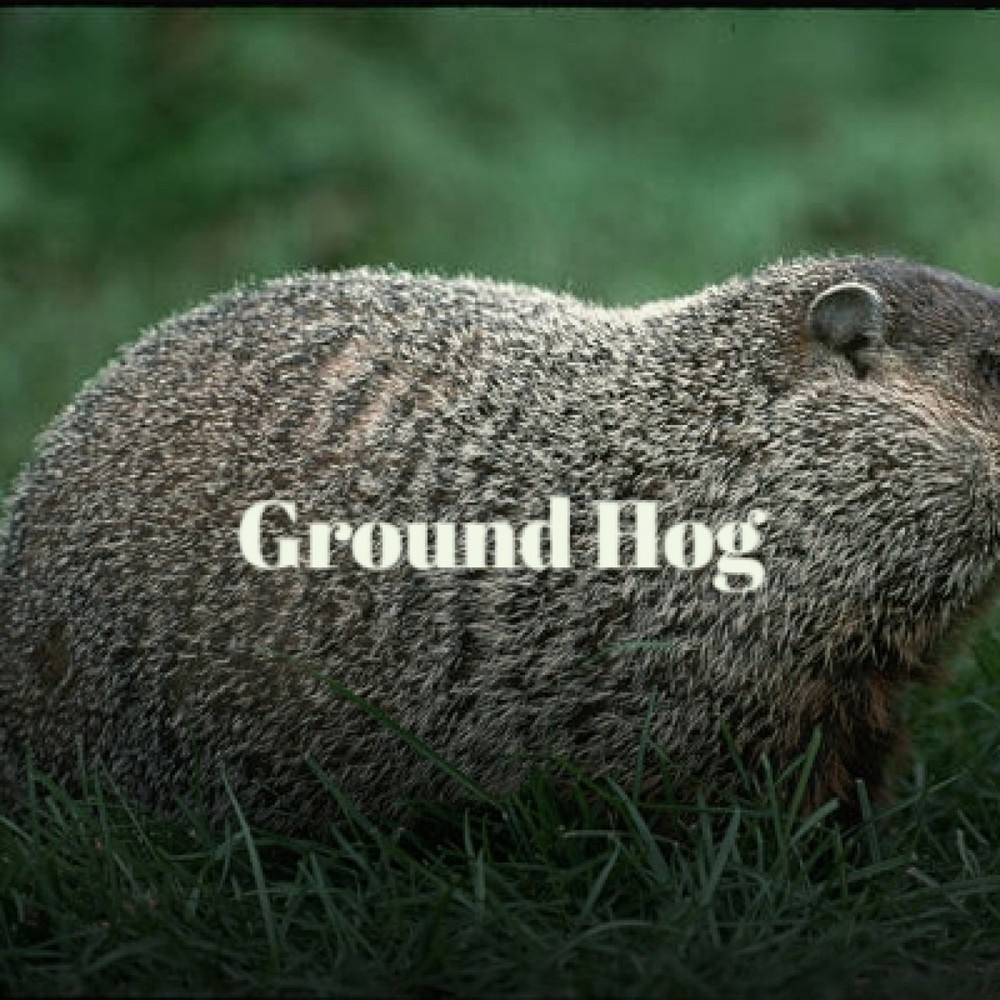 Ground Hog