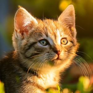 收聽Dreamy Cat Music的Little Pawprints On The Mind歌詞歌曲