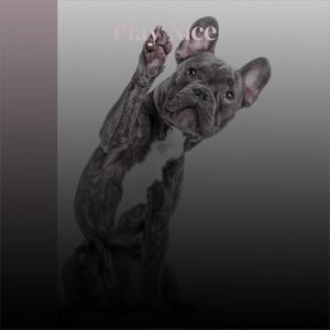 Dengarkan Christmas Elm lagu dari Hayo Hedo dengan lirik