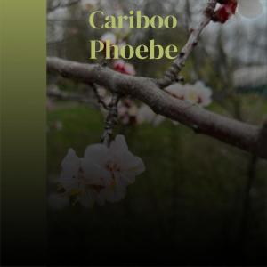 Various的专辑Cariboo Phoebe