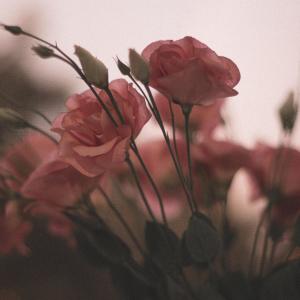 Listen to Love story song with lyrics from Pedrox