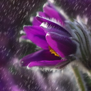 Album Loopable Sounds | Peaceful Rain Music from Nursery Rhymes