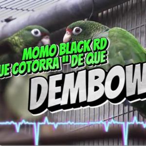 收聽momo black rd的Que cotorra de que歌詞歌曲