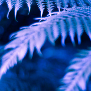 收聽Eat My Butterfly的Laviyon (Danyèl Waro Remix)歌詞歌曲