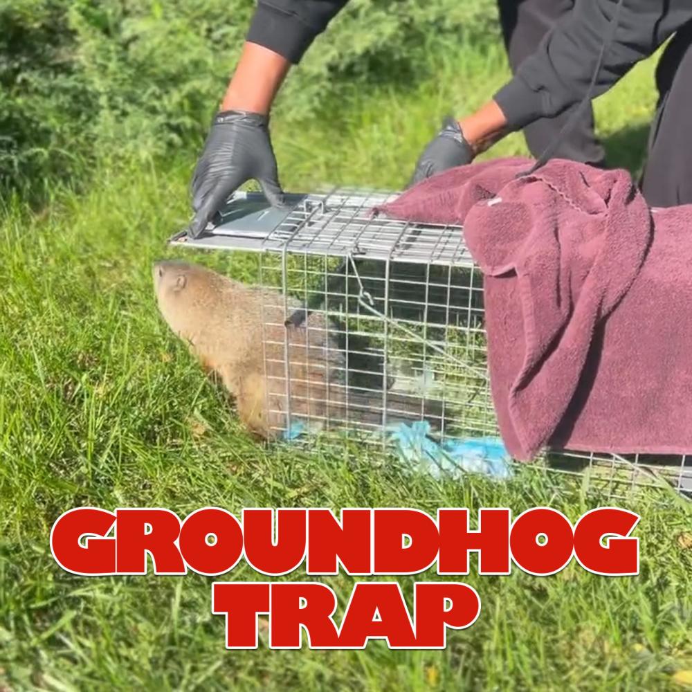 Groundhog Trap (feat. Masta Ace) (Explicit)