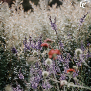 Luke Tidbury的专辑Lavender Cloud