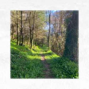 Album silver birch from Delayde