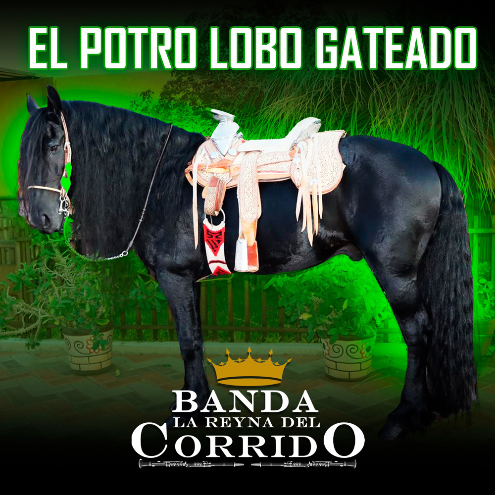 El Potro Lobo Gateado
