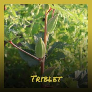 Listen to Triblet song with lyrics from Indi Fien