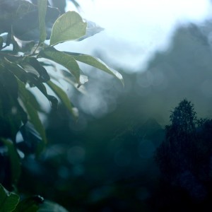 Album rainforms from Sonant