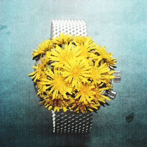 ดาวน์โหลดและฟังเพลง Dandelion พร้อมเนื้อเพลงจาก Church & AP