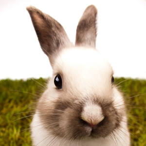 收聽Levity Beet的Funny Little Bunny - The Springtime Action Song (The Springtime Action Song)歌詞歌曲