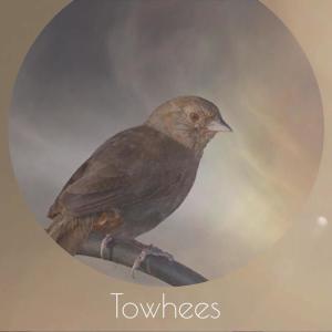 收听Ches Harya的Towhees歌词歌曲
