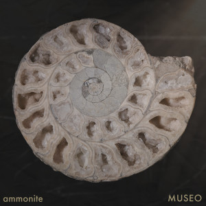 Listen to Ammonite (Ocean) song with lyrics from Museo