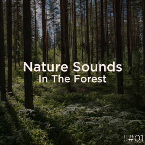 Dengarkan Ocean Stress Meditation lagu dari Nature Sounds dengan lirik