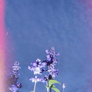 Album Violet from Bobby Dreamz BIG