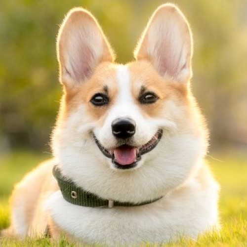 muchen