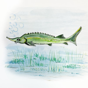 MF Eistee的专辑sturgeon