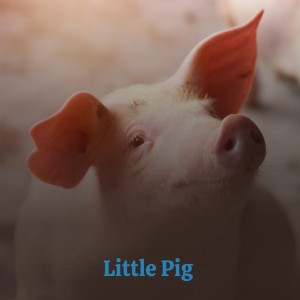 Listen to Little Alice song with lyrics from Big Foot Wallace