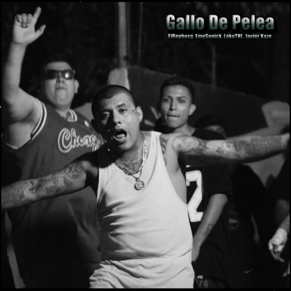 Gallo de Pelea