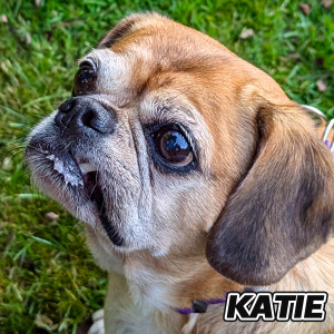 Album Katie from Hound