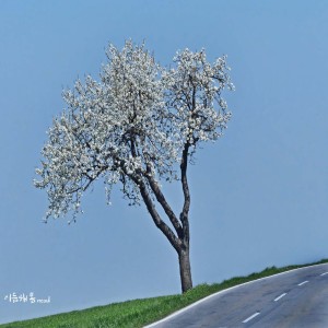 Listen to 봄날 일기 song with lyrics from 너울 (Neoul)