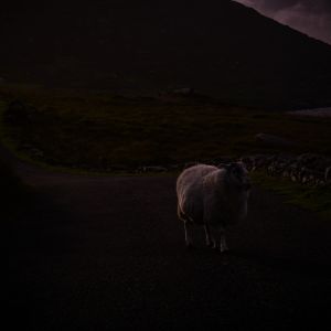 Album lullaby of the rushing river from nøave