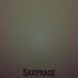 Various Artists的专辑Saxifrage