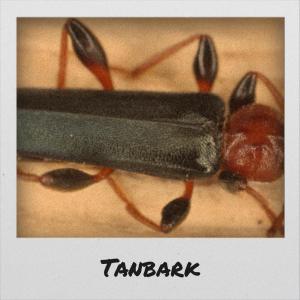 Album Tanbark from Various