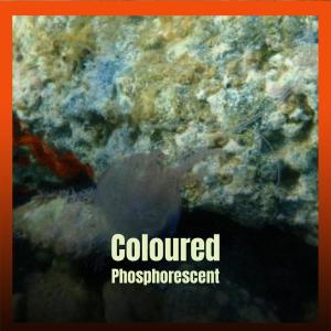 Album Coloured Phosphorescent from Various