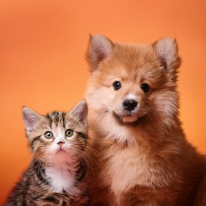 ดาวน์โหลดและฟังเพลง Un Suave Rasgueo De Confort พร้อมเนื้อเพลงจาก Música de relajación para perros