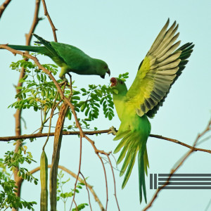 Album Relaxing Sounds Of Birds And Forest from Birds In The Forest